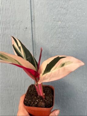 Tri colored ginger plant